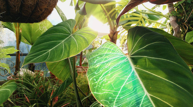 Hortiya plant technologies startups to watch