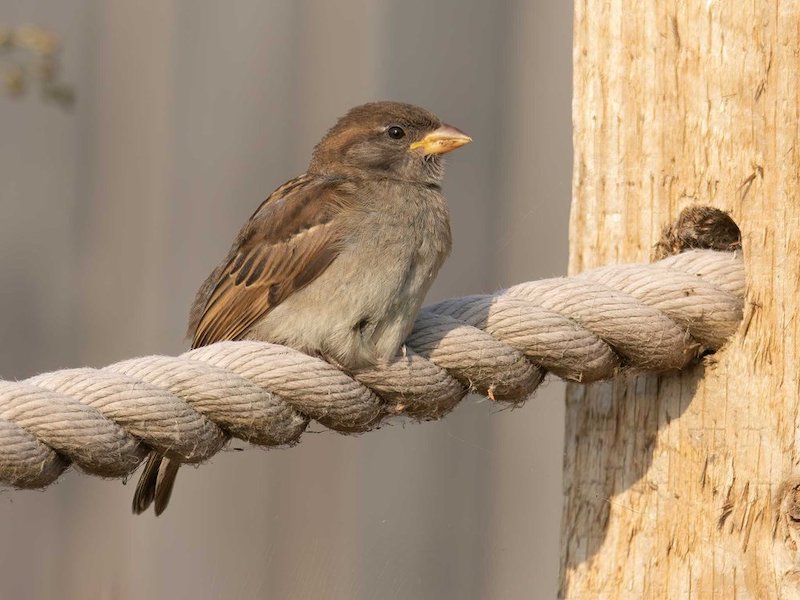 Gentian Bird monitoring startups to watch