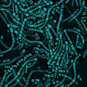MICROBES II
